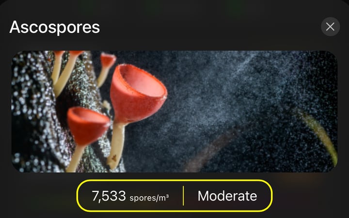 A species detail card for Ascospores, a mold spore type, with today's count.