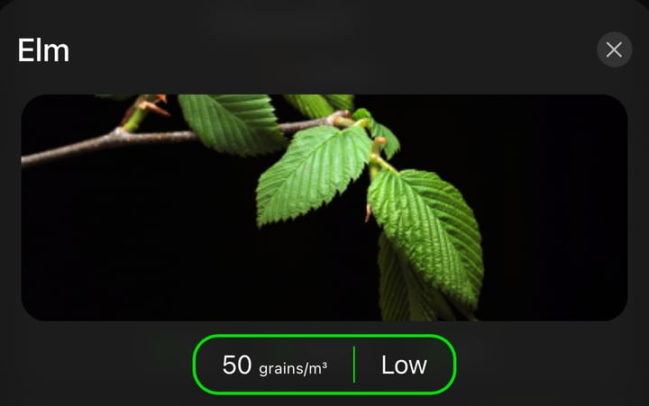 A species detail card for Elm with a photograph of the tree and today's count.
