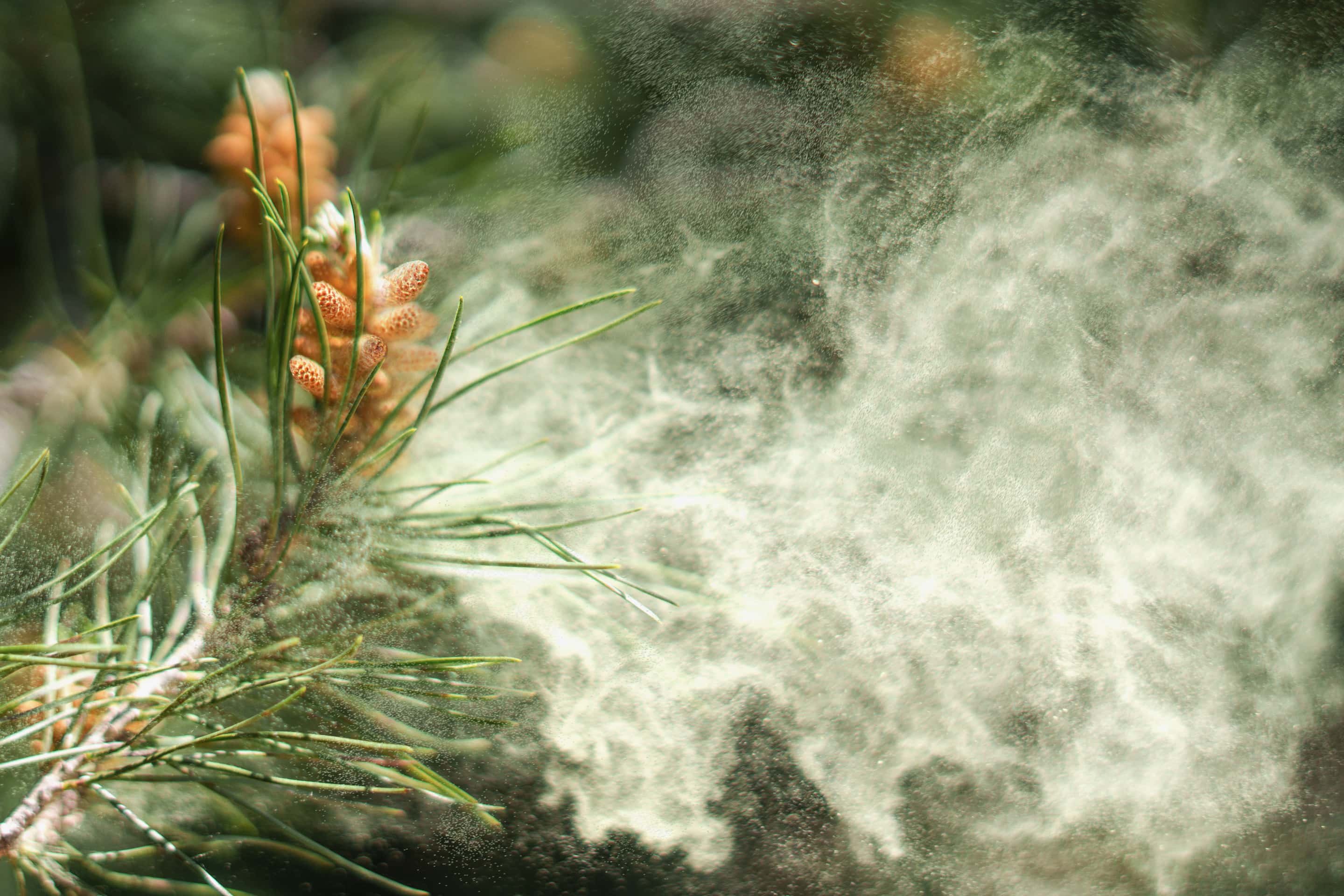 A pine branch heavy with catkins throwing a dense cloud of pollen into the air.